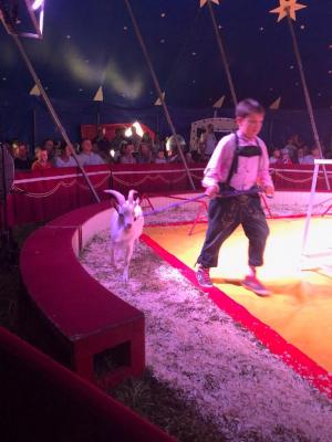 Foto des Albums: Vorstellungen Zirkus