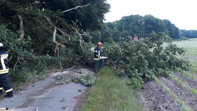 Foto des Albums: Baum auf Straße in Dalum