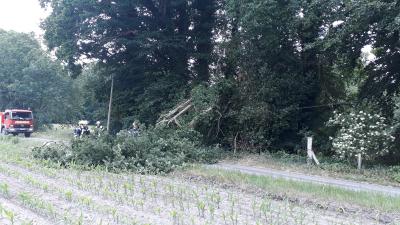 Foto des Albums: Baum auf Straße in Dalum
