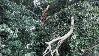 Foto des Albums: Baum auf Straße in Dalum
