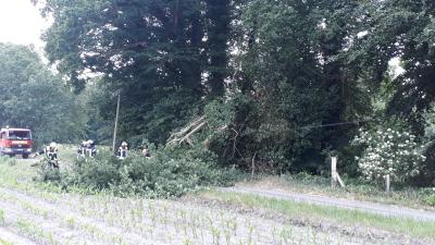 Foto des Albums: Baum auf Straße in Dalum