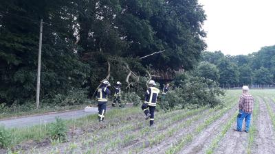 Foto des Albums: Baum auf Straße in Dalum
