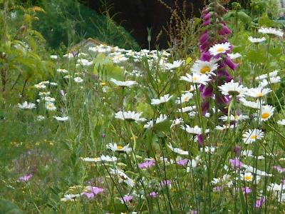 Garten Nr. 9 von Silke Peters in Stralsund  (Bild vergr&ouml;&szlig;ern)