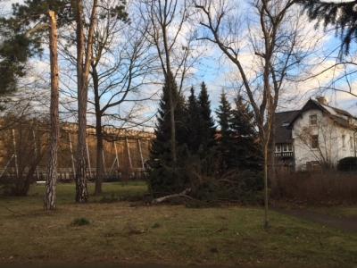 im Hinterpark Richtung Pflaumbaumlaube 