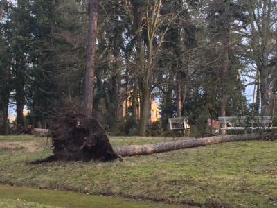 im Hinterpark Richtung Damwildgehege 