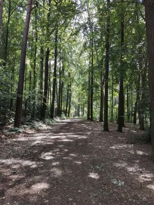 Foto des Albums: Limbo Camp Schulfahrt