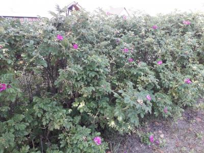 Foto des Albums: Straßenfest in Zahren