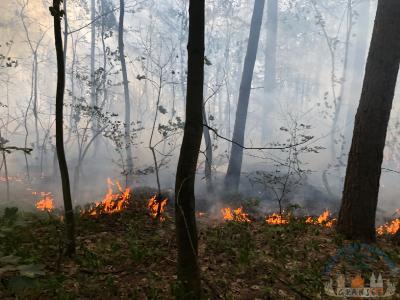 Foto des Albums: Einsatz 1426 B-Wald-Dannenwalde