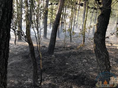 Foto des Albums: Einsatz 1426 B-Wald-Dannenwalde