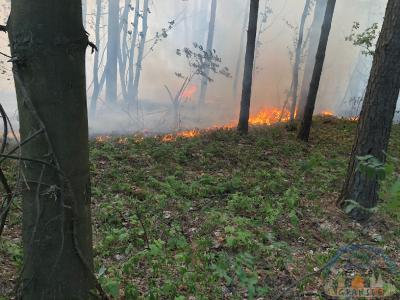 Foto des Albums: Einsatz 1426 B-Wald-Dannenwalde
