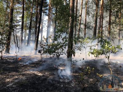 Foto des Albums: Einsatz 1426 B-Wald-Dannenwalde