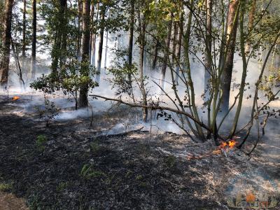 Foto des Albums: Einsatz 1426 B-Wald-Dannenwalde