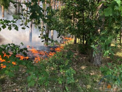 Foto des Albums: Einsatz 1426 B-Wald-Dannenwalde