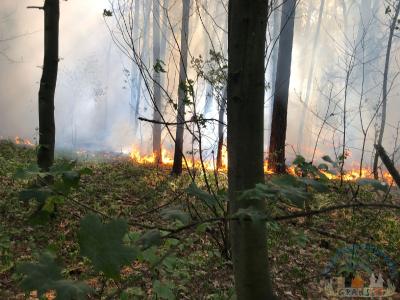 Foto des Albums: Einsatz 1426 B-Wald-Dannenwalde