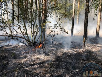 Foto des Albums: Einsatz 1426 B-Wald-Dannenwalde