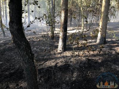 Foto des Albums: Einsatz 1426 B-Wald-Dannenwalde