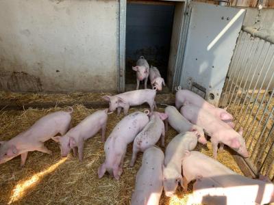 Foto des Albums: Klasse 4a in Kringell