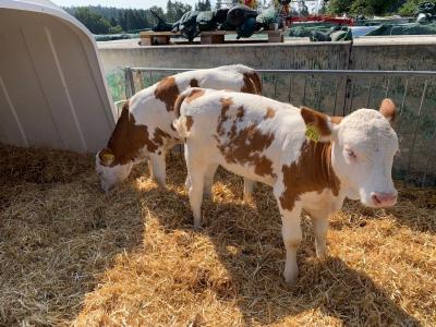 Foto des Albums: Klasse 4a in Kringell