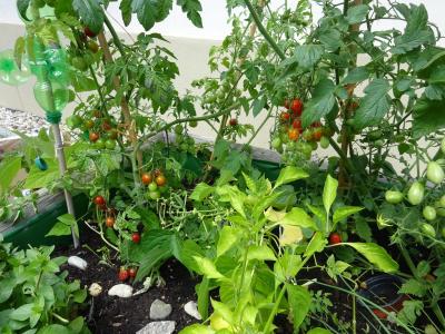 Foto des Albums: Impressionen vom Juli