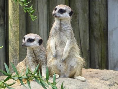 Foto des Albums: Impressionen vom Juli