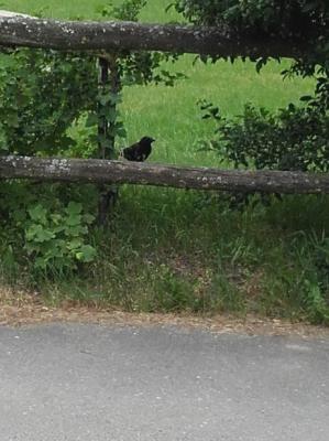 Foto des Albums: Unsere Tiere
