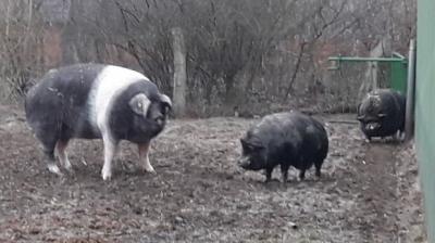 Foto des Albums: Unsere Tiere