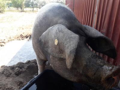 Foto des Albums: Unsere Tiere