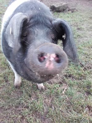 Foto des Albums: Unsere Tiere