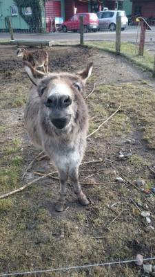 Foto des Albums: Unsere Tiere