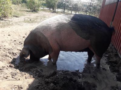 Foto des Albums: Unsere Tiere