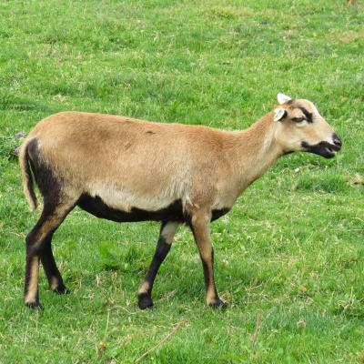 Foto des Albums: Unsere Tiere