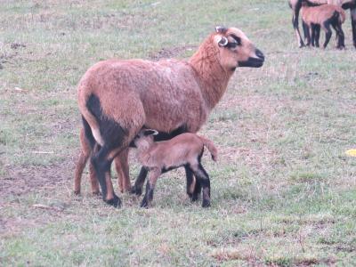 Foto des Albums: Unsere Tiere