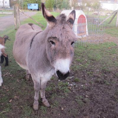 Foto des Albums: Unsere Tiere