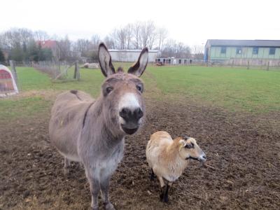 Foto des Albums: Unsere Tiere