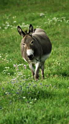 Foto des Albums: Unsere Tiere