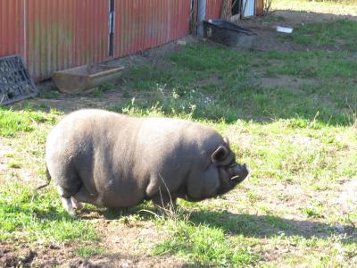 Foto des Albums: Unsere Tiere