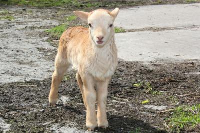 Foto des Albums: Unsere Tiere