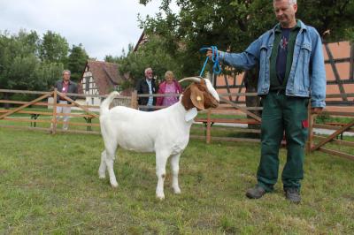 Foto des Albums: Bildergalerie vom Bockmarkt und der Landesziegenschau (01. 08. 2011)