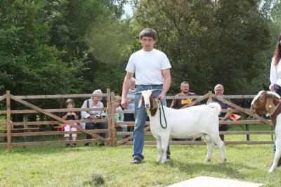 Foto des Albums: Bildergalerie vom Bockmarkt und der Landesziegenschau (01. 08. 2011)