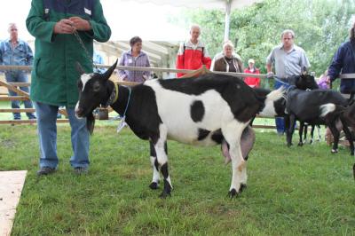 Foto des Albums: Bildergalerie vom Bockmarkt und der Landesziegenschau (01. 08. 2011)