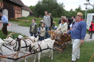 Foto des Albums: Bildergalerie vom Bockmarkt und der Landesziegenschau (01. 08. 2011)