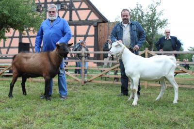 Foto des Albums: Bildergalerie vom Bockmarkt und der Landesziegenschau (01. 08. 2011)