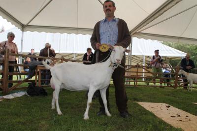 Foto des Albums: Bildergalerie vom Bockmarkt und der Landesziegenschau (01. 08. 2011)