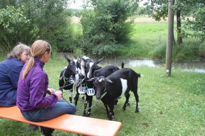 Foto des Albums: Bildergalerie vom Bockmarkt und der Landesziegenschau (01. 08. 2011)