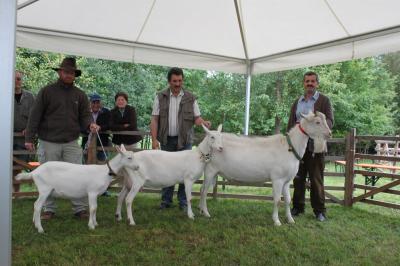 Foto des Albums: Bildergalerie vom Bockmarkt und der Landesziegenschau (01. 08. 2011)