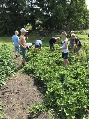 Foto des Albums: Schulgarten 2018/2019
