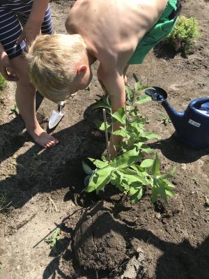 Foto des Albums: Schulgarten 2018/2019