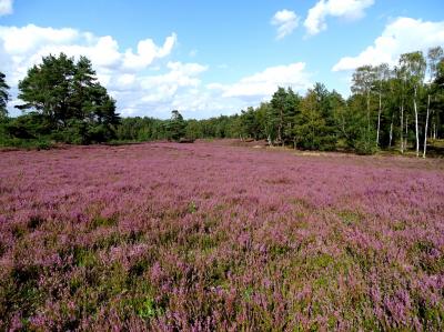 Foto des Albums: Die Besenheide, Blume des Jahres 2019, in voller Pracht