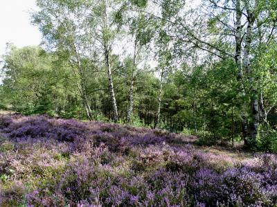 Foto des Albums: Die Besenheide, Blume des Jahres 2019, in voller Pracht