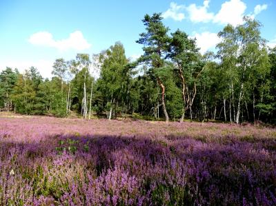 Foto des Albums: Die Besenheide, Blume des Jahres 2019, in voller Pracht